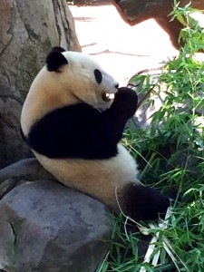 panda-at-zoo-2